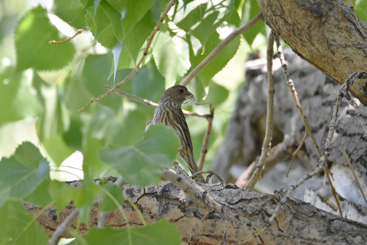 House Finch - Landon Graff