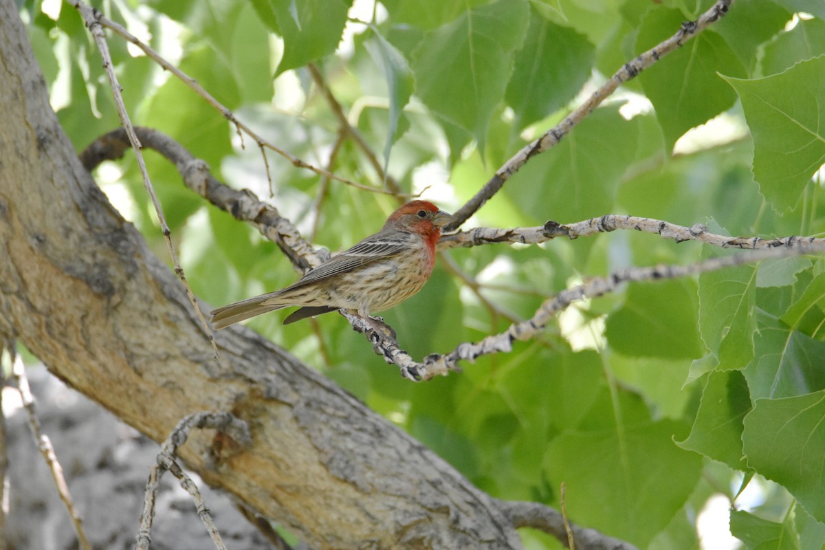 House Finch - ML624577974