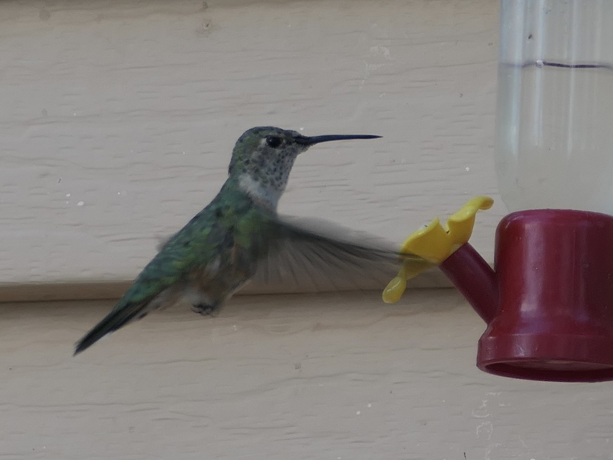 Broad-tailed Hummingbird - ML624577990