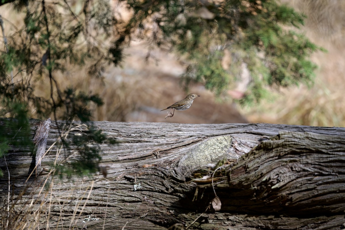 Hermit Thrush - ML624577992