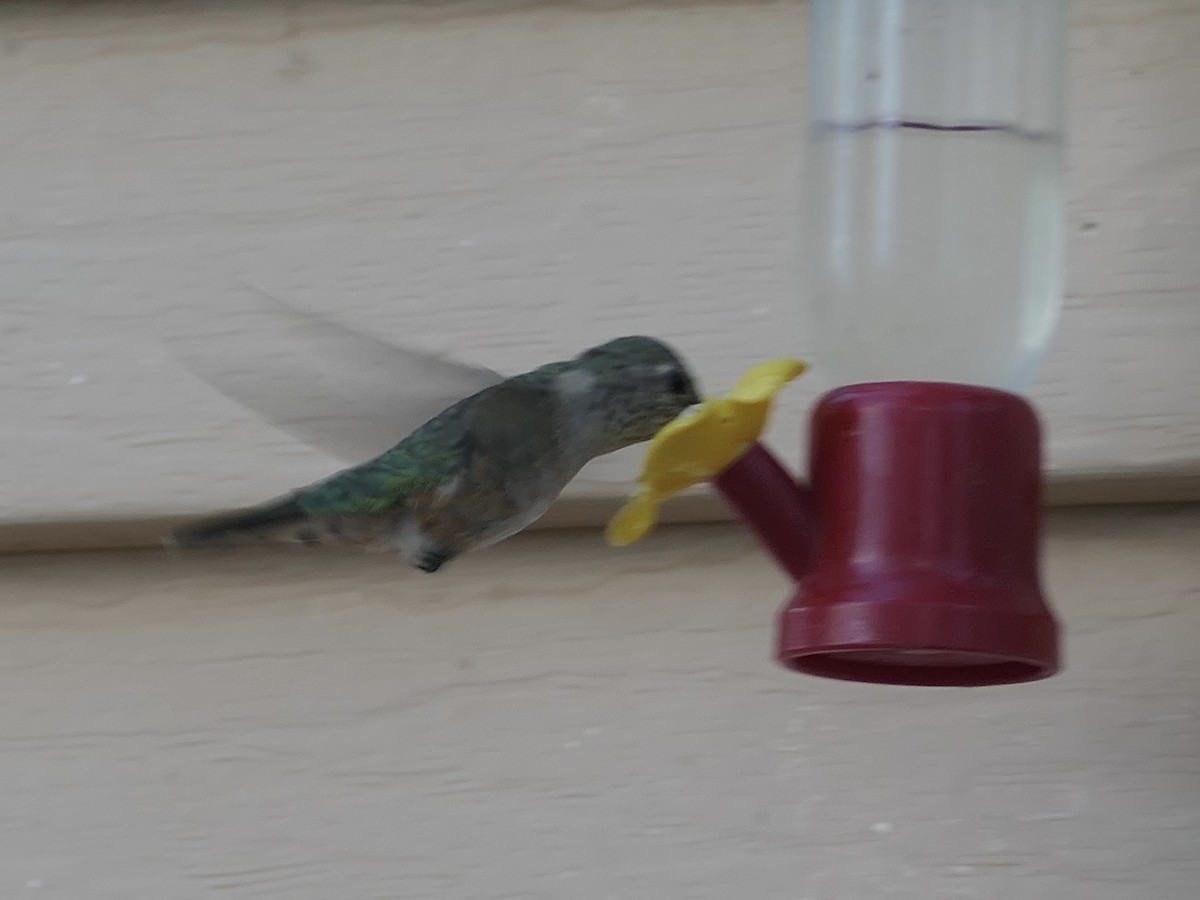 Broad-tailed Hummingbird - ML624577993