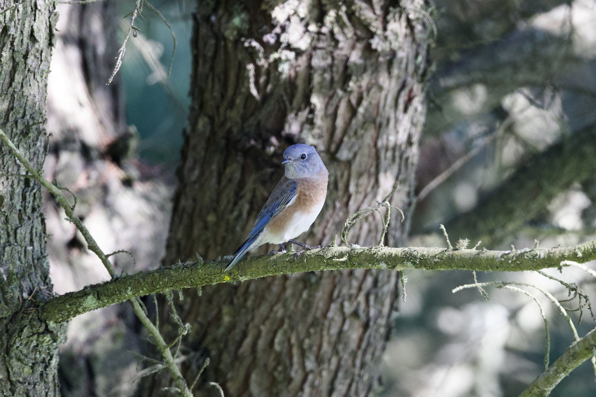 Western Bluebird - Dario Taraborelli