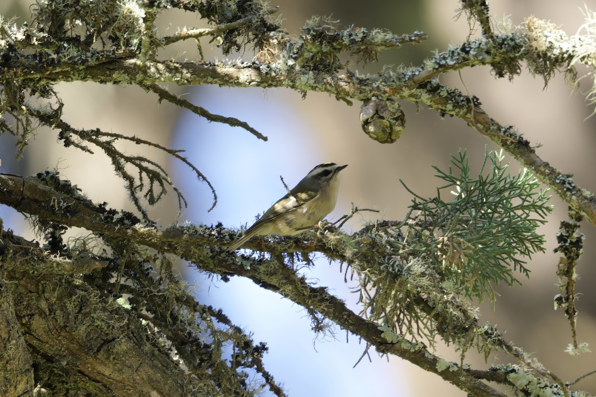 Golden-crowned Kinglet - Dario Taraborelli