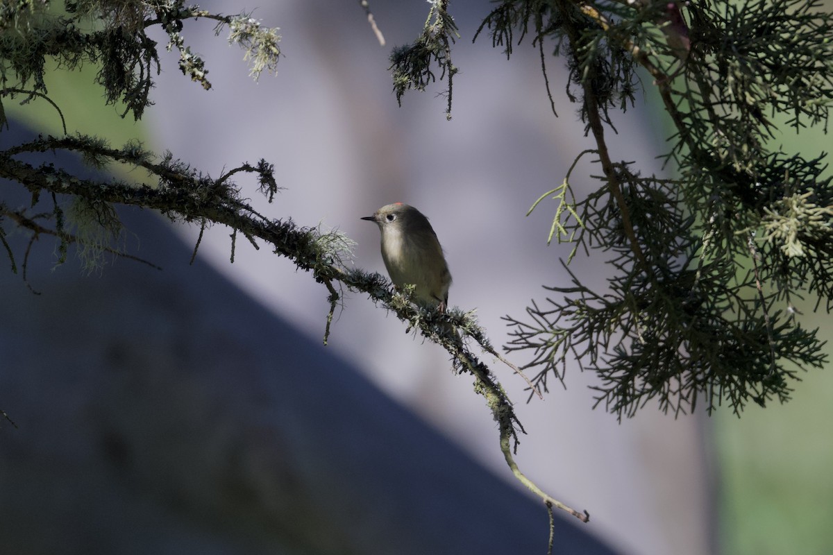 Ruby-crowned Kinglet - ML624578003