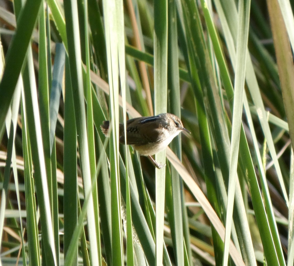 Marsh Wren - Heidi Erstad