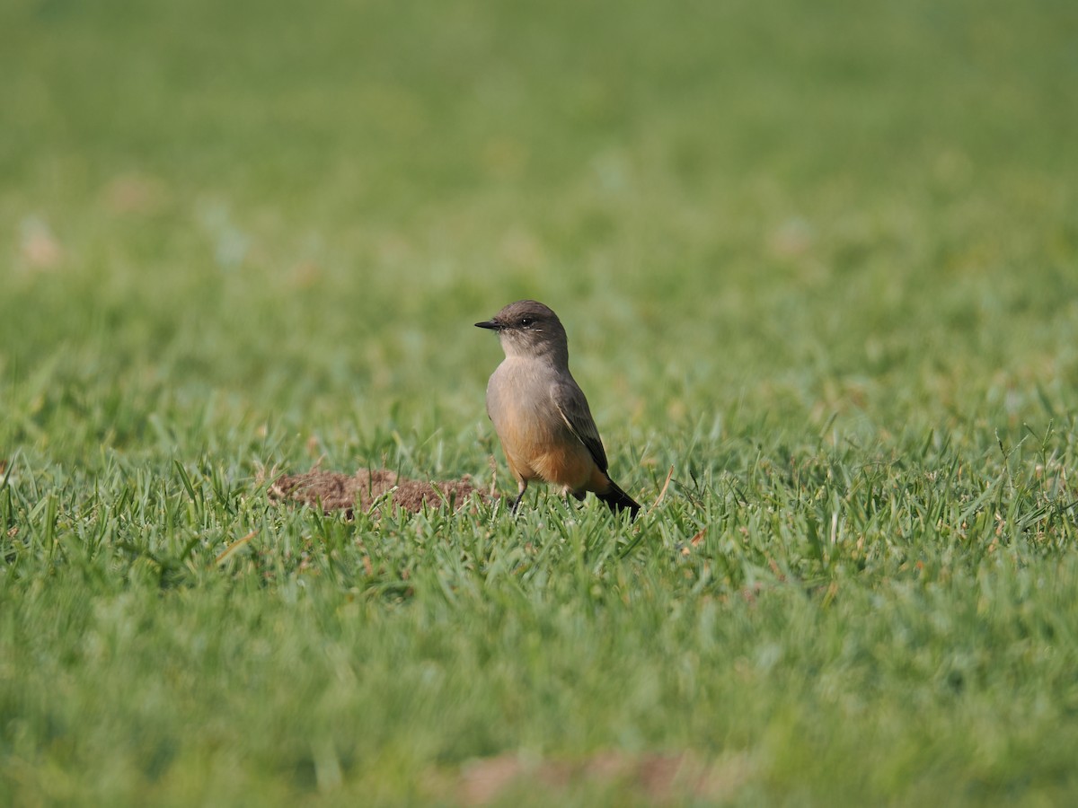 Say's Phoebe - ML624578007