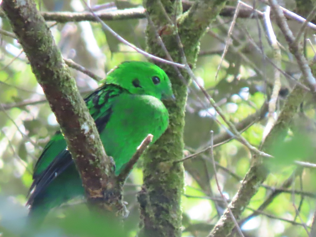 Whitehead's Broadbill - ML624578010