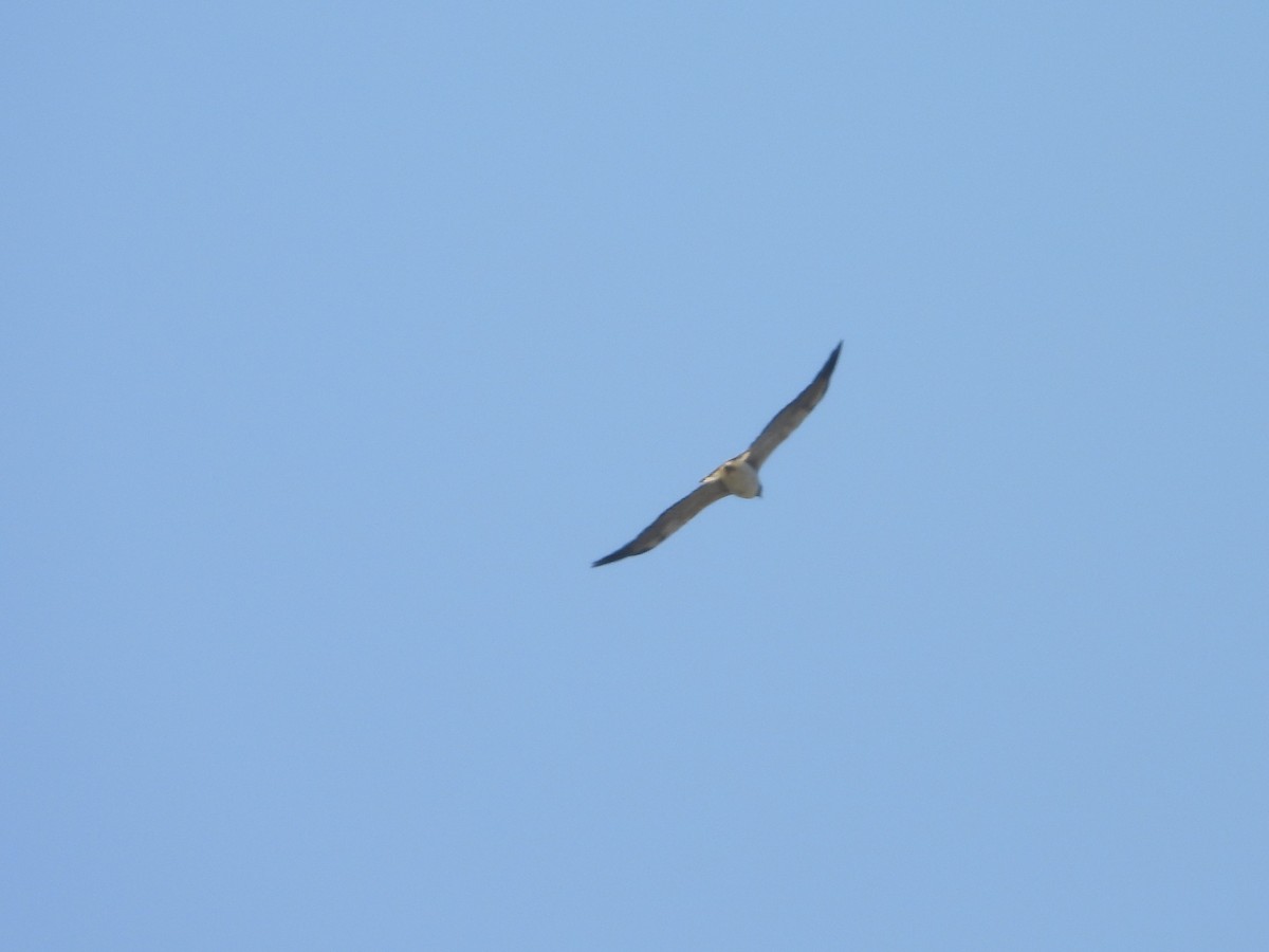 White-tailed Hawk - Manuel Pérez R.