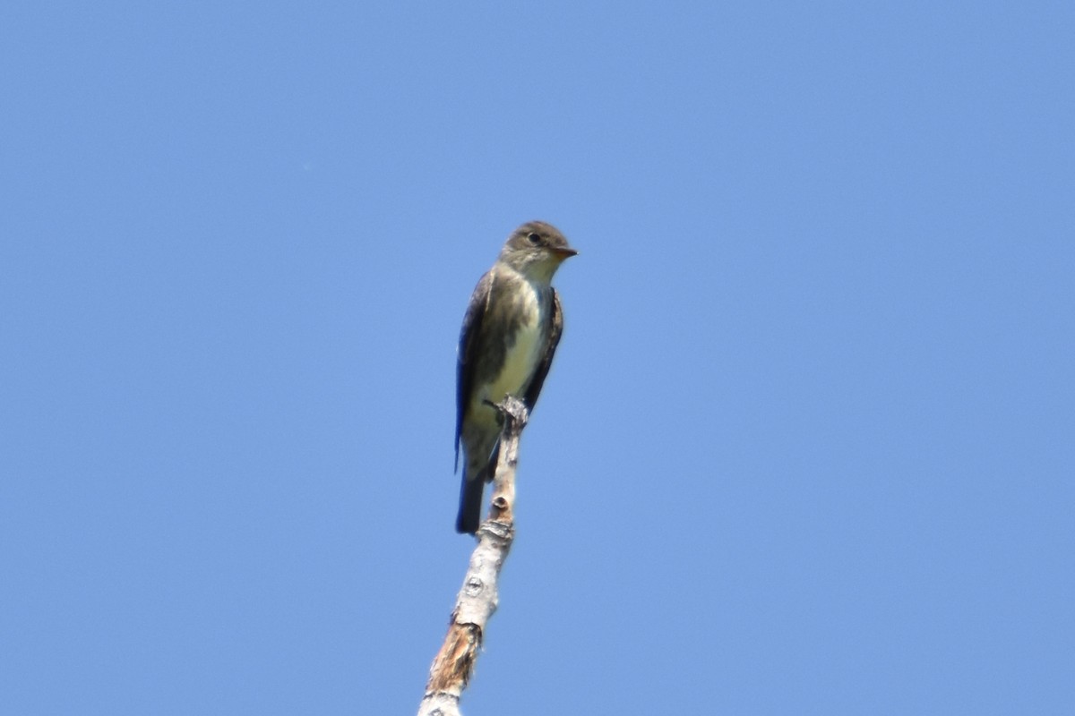 Olive-sided Flycatcher - ML624578013