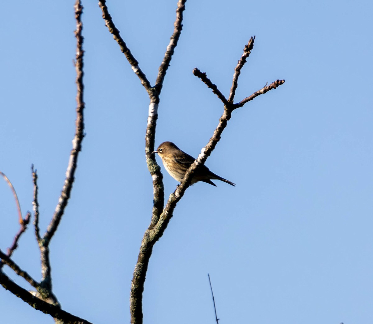 Yellow-rumped Warbler - ML624578014