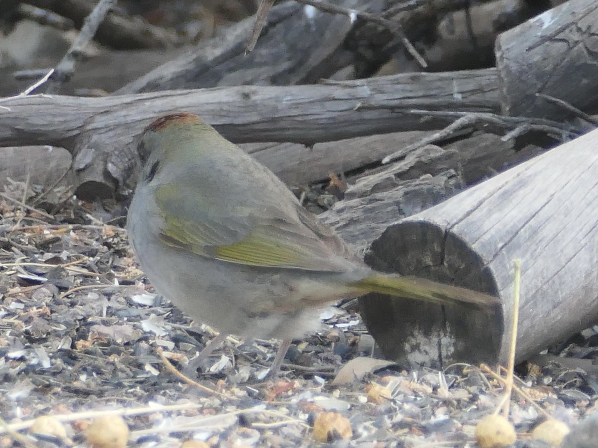 Green-tailed Towhee - ML624578020