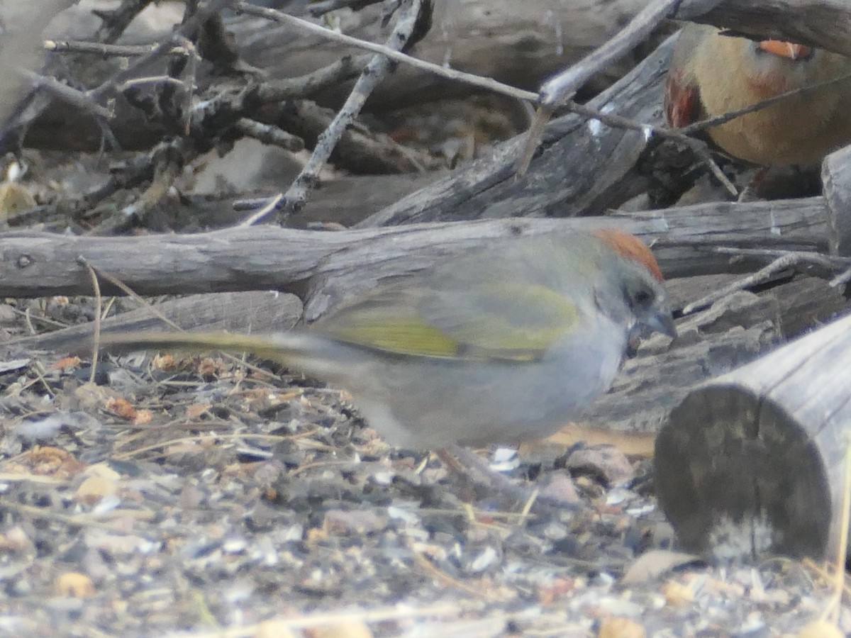 Green-tailed Towhee - Nancy Houlihan