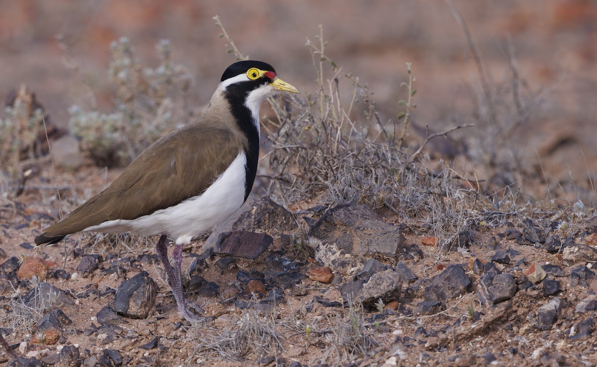 Banded Lapwing - ML624578023