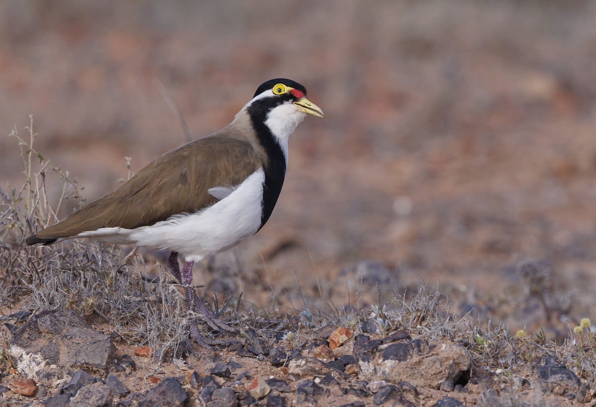 Banded Lapwing - ML624578024