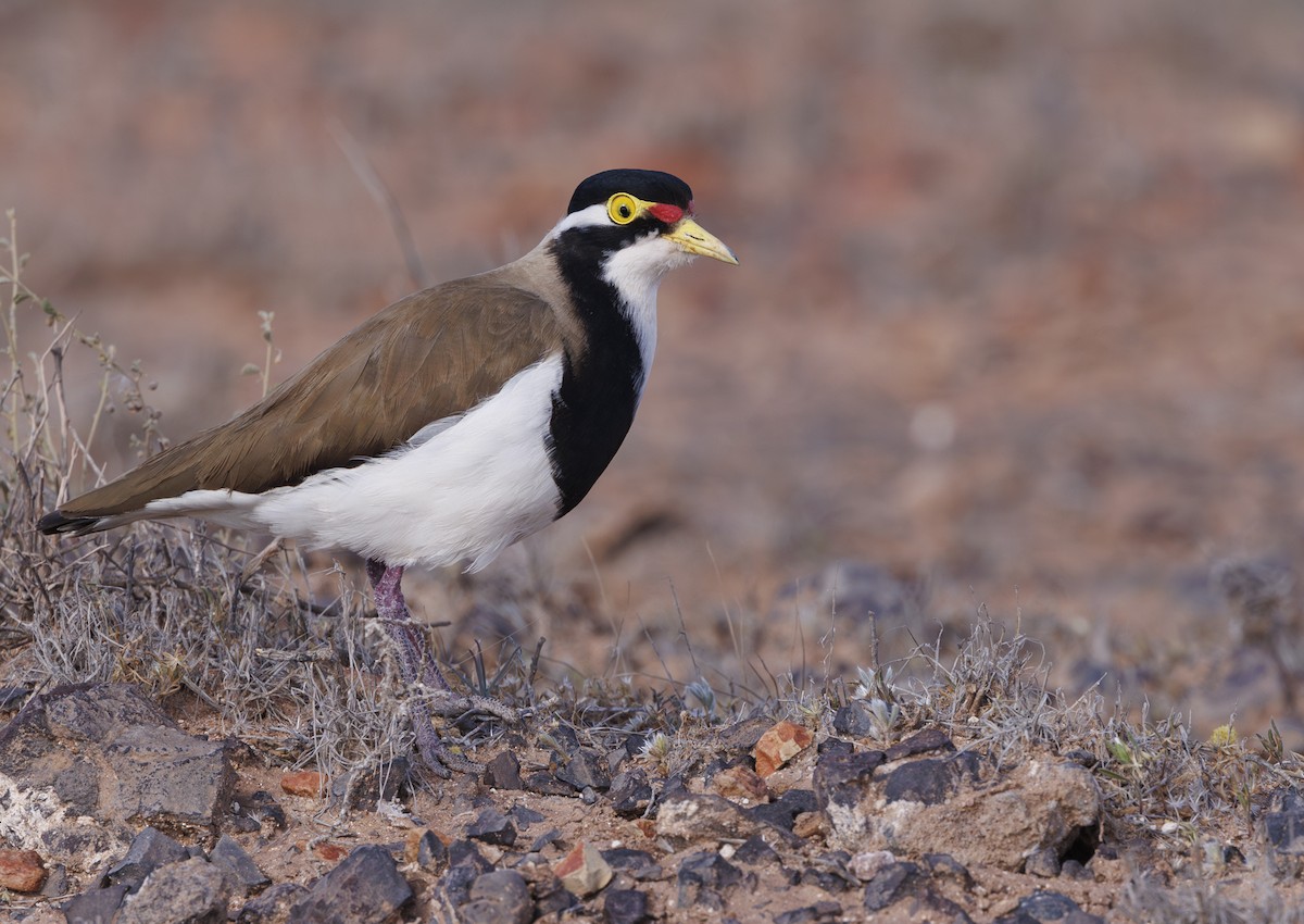 Banded Lapwing - ML624578025