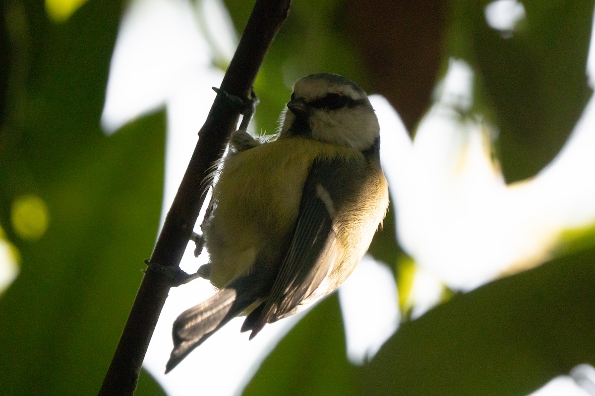 Eurasian Blue Tit - ML624578026