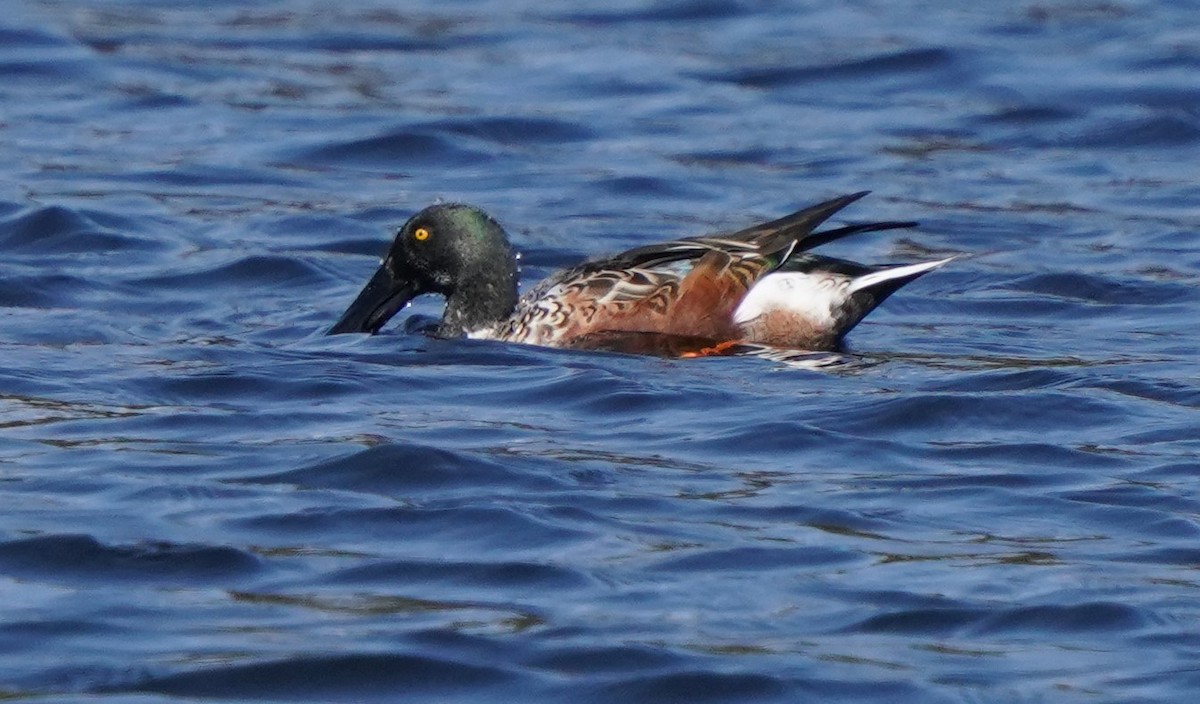 Northern Shoveler - Richard Block