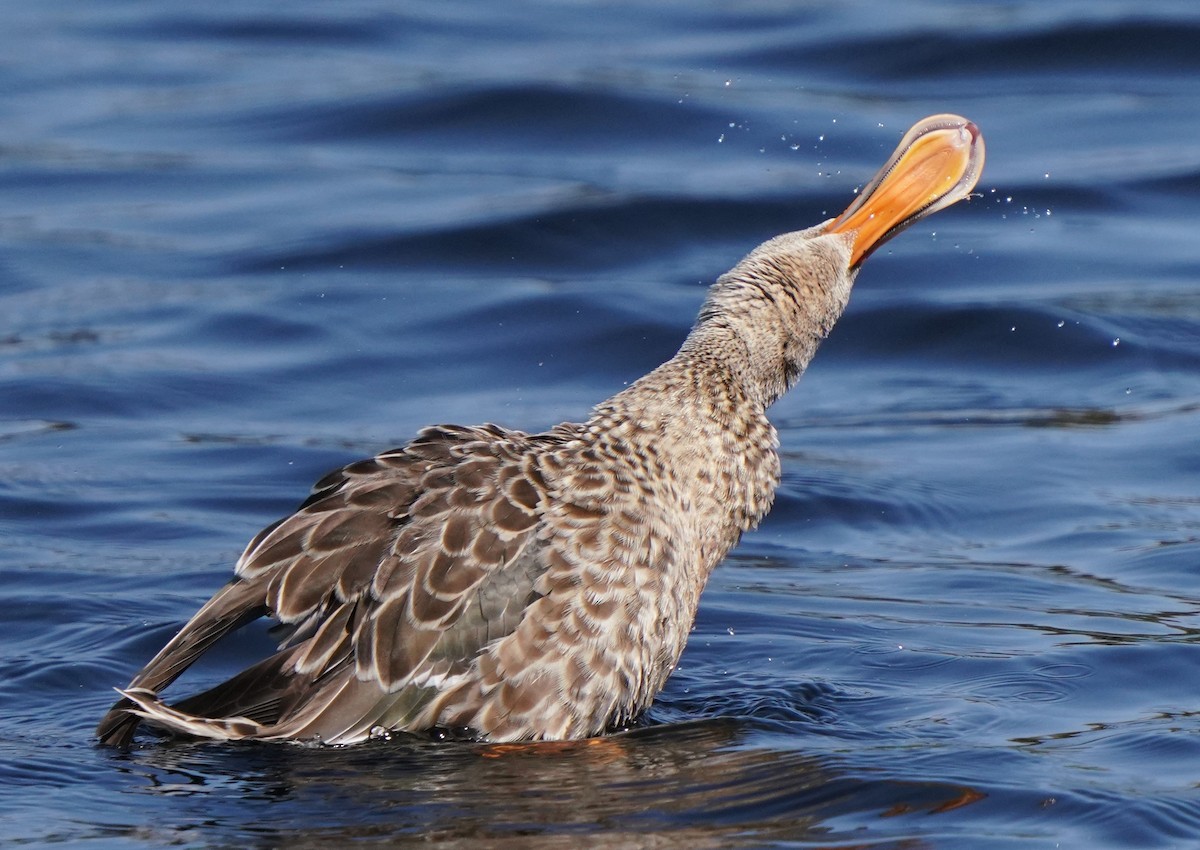 Northern Shoveler - Richard Block