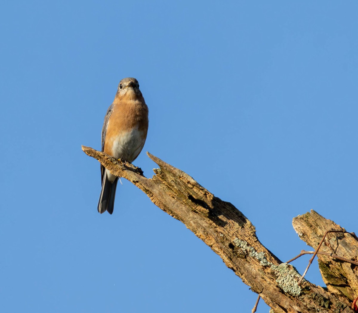 Eastern Bluebird - ML624578033