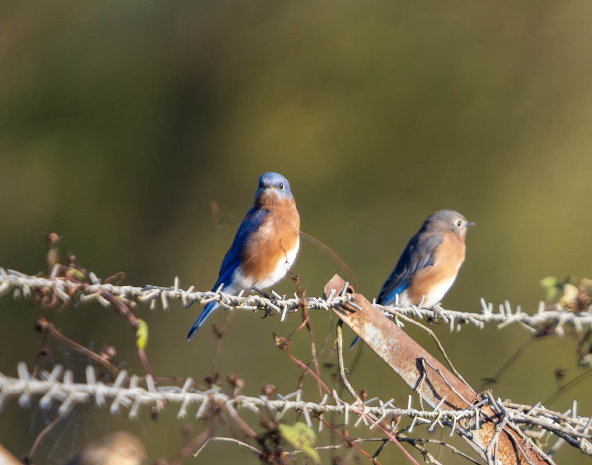 Eastern Bluebird - ML624578034