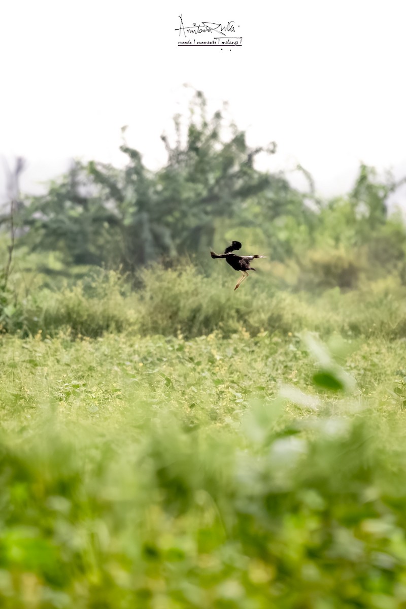 Lesser Florican - ML624578036