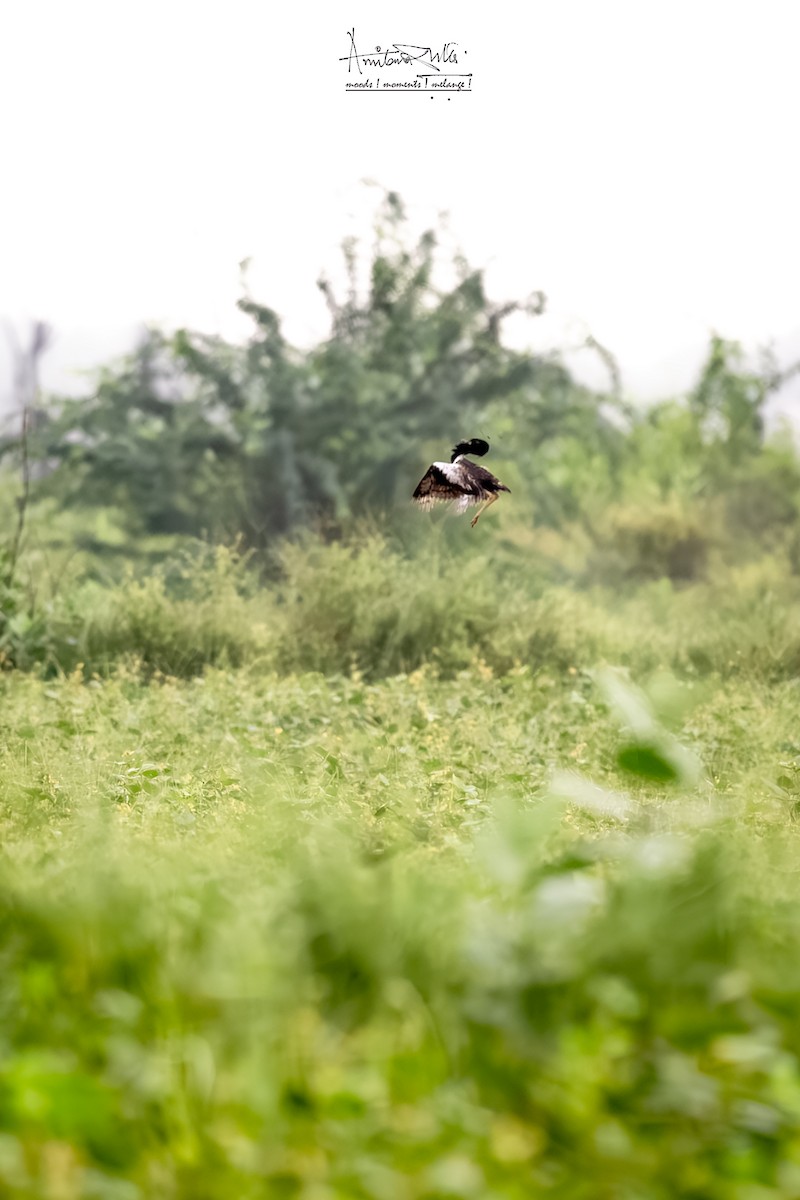 Lesser Florican - ML624578037