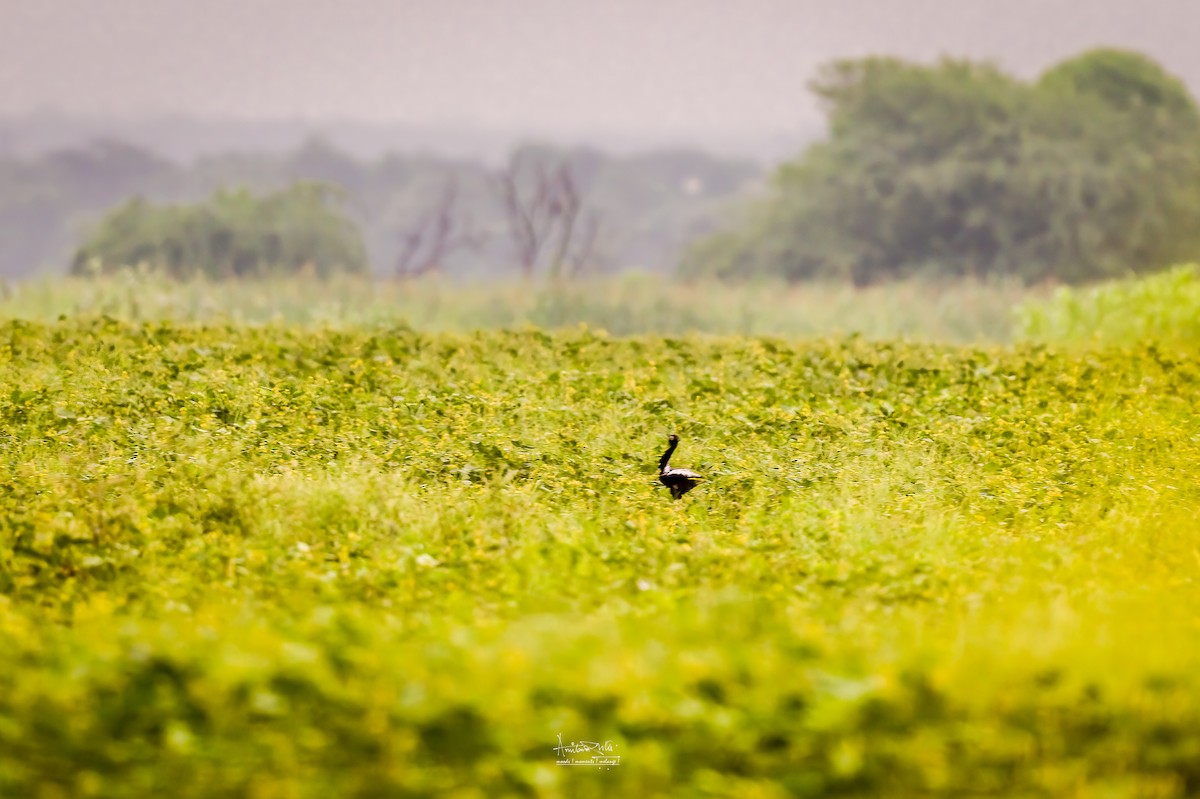 Lesser Florican - ML624578038