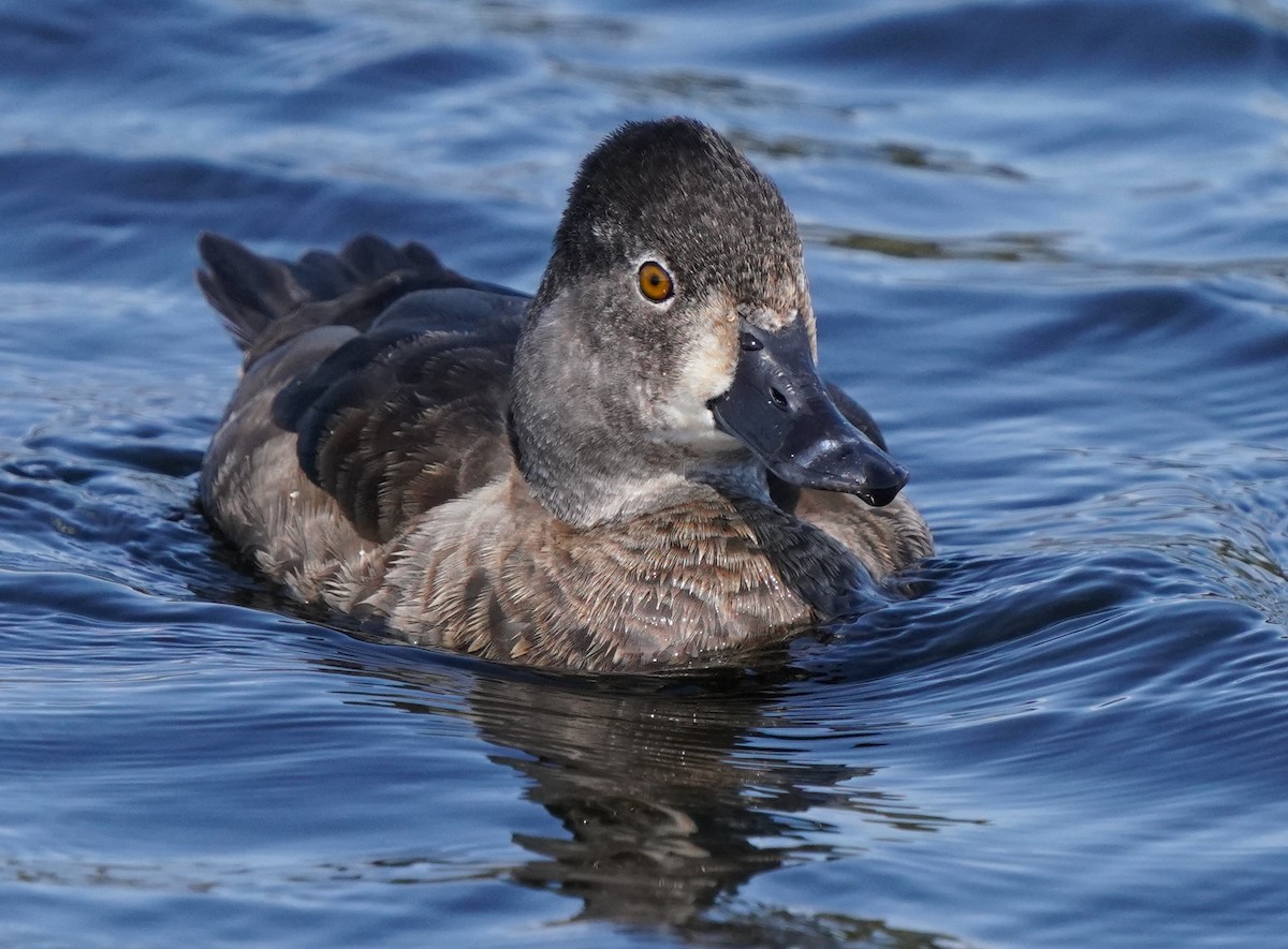 Ring-necked Duck - Richard Block