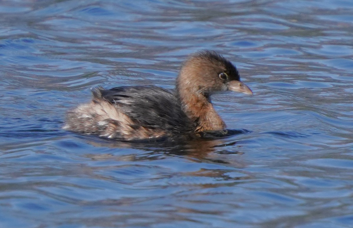 Pied-billed Grebe - Richard Block