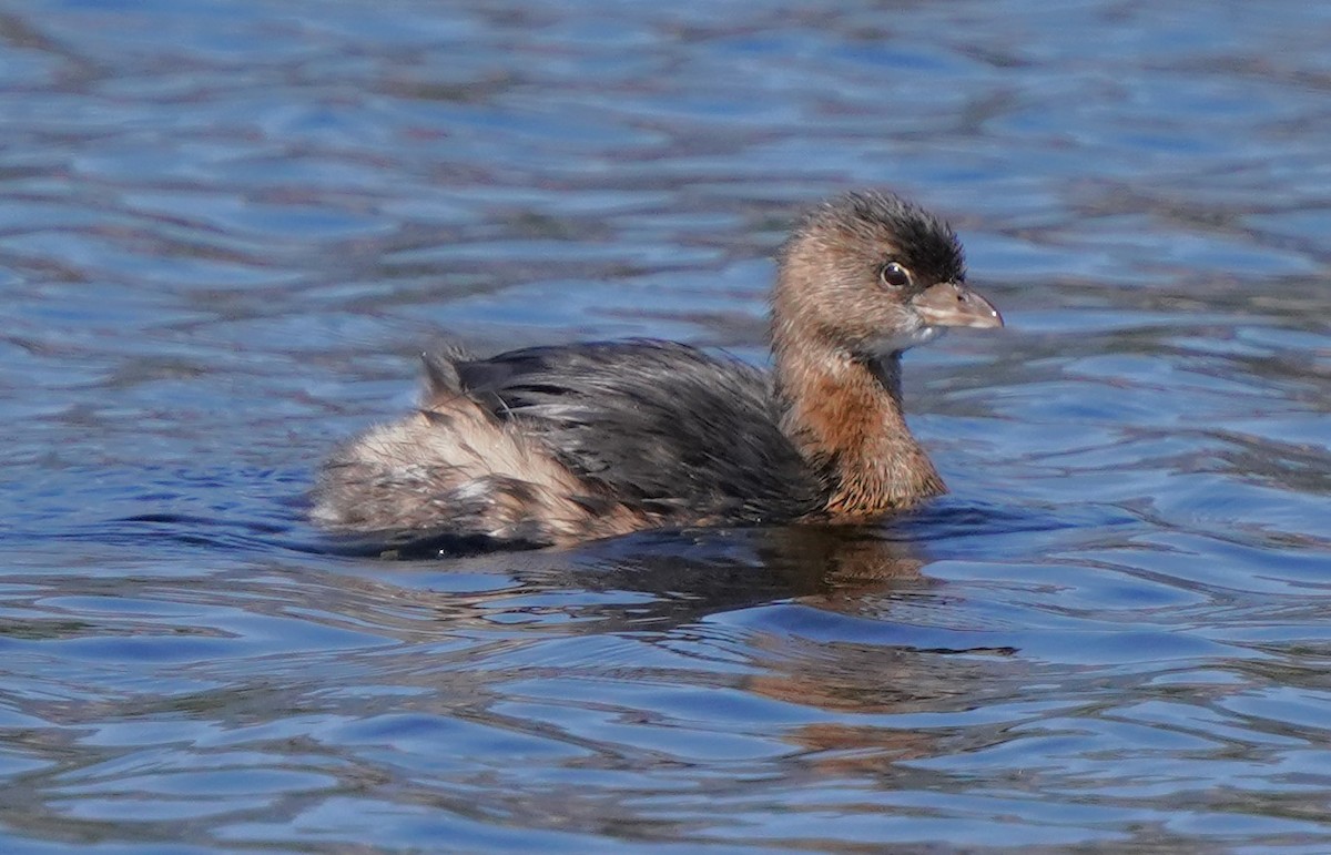 Pied-billed Grebe - ML624578090