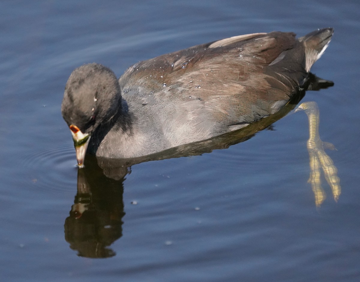 American Coot - ML624578092