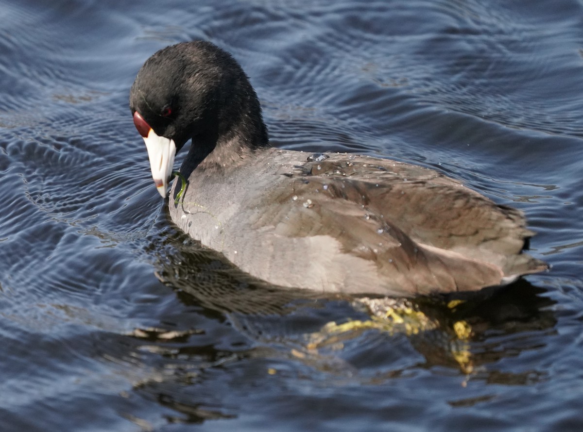 American Coot - ML624578093