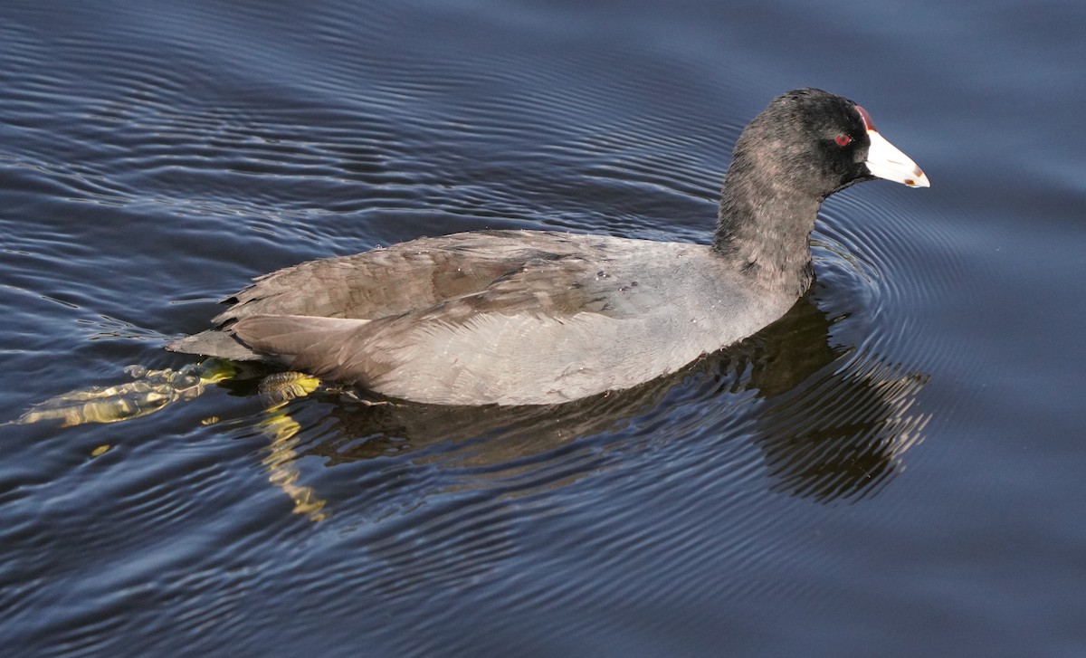 American Coot - ML624578094