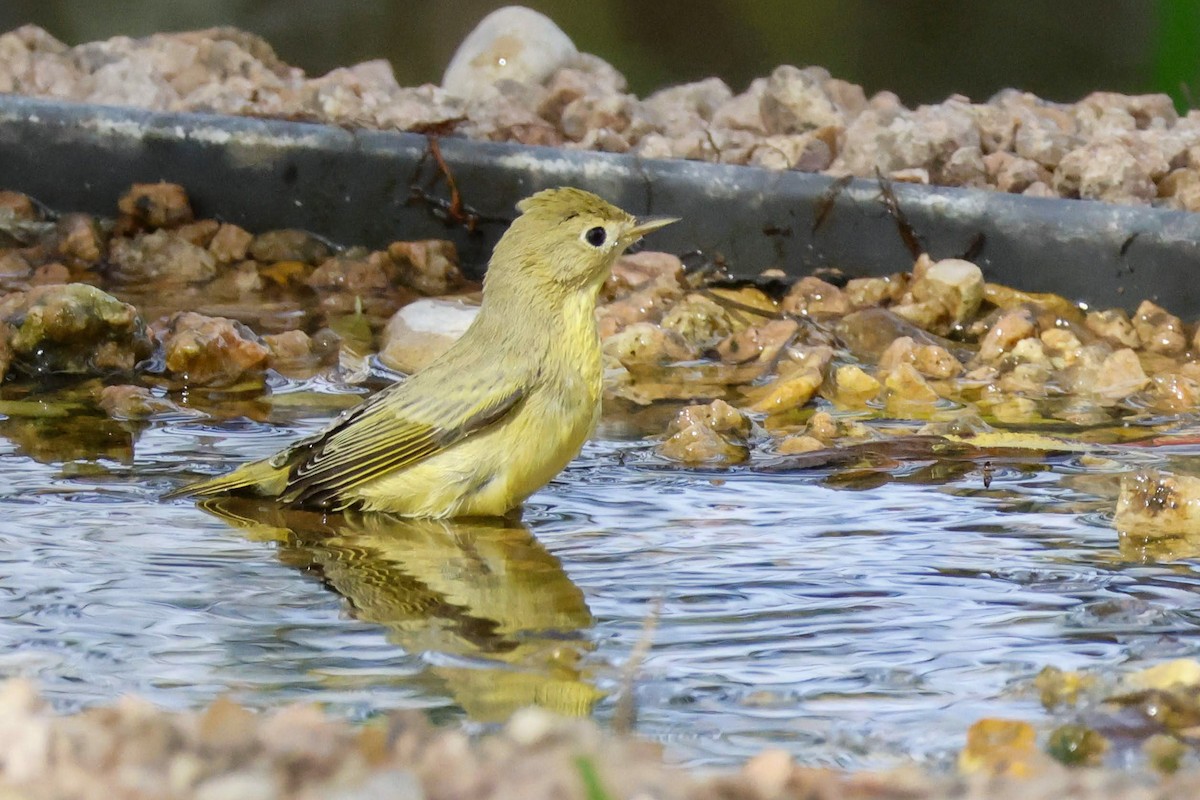 Orange-crowned Warbler - ML624578141