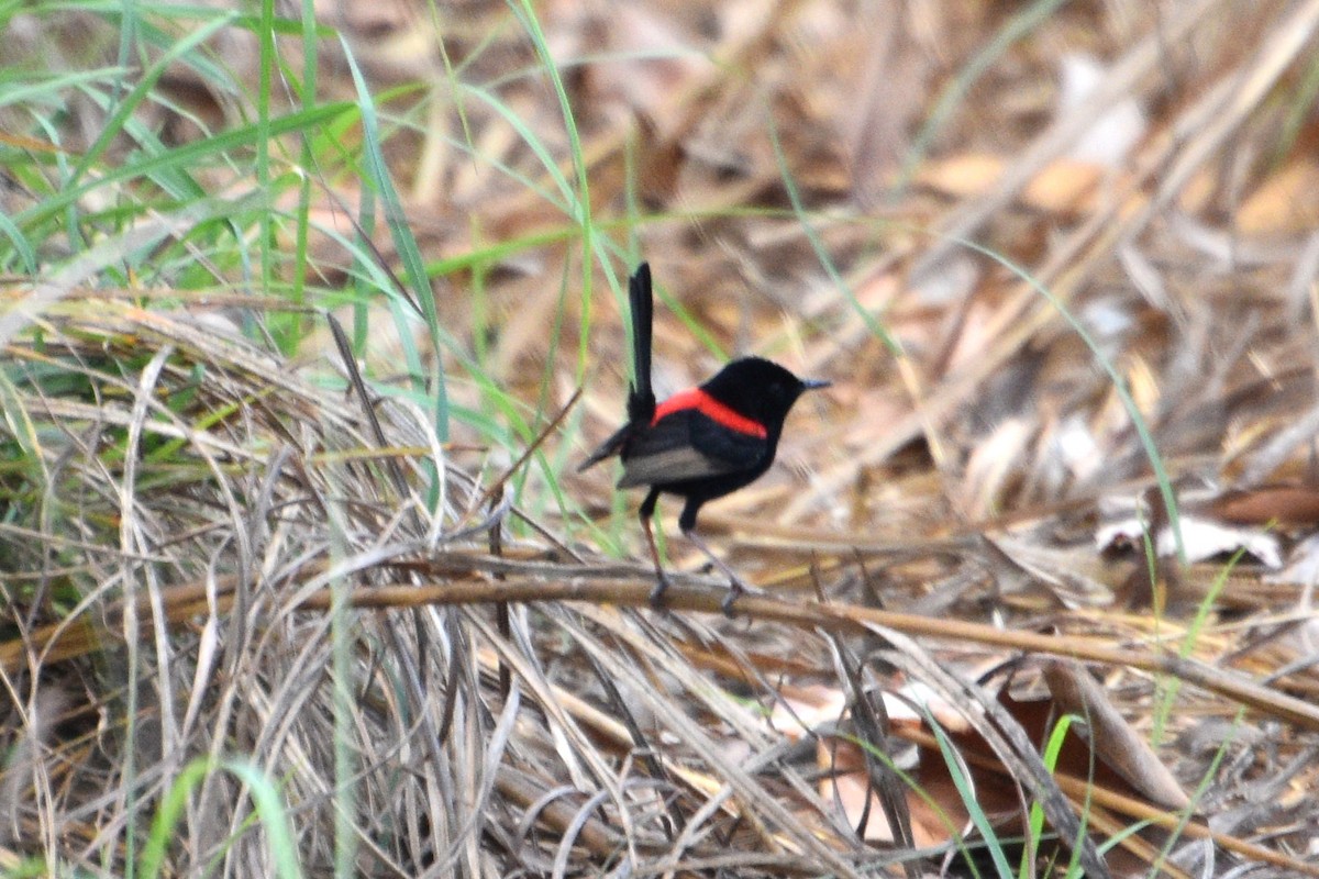 Red-backed Fairywren - ML624578143