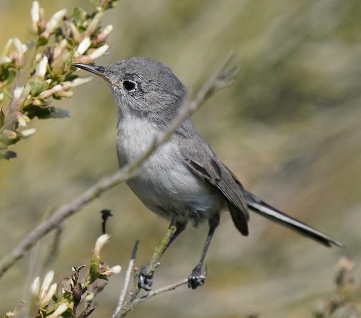 Blue-gray Gnatcatcher - ML624578145