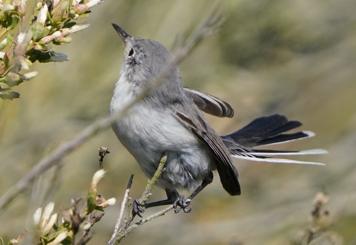 Blue-gray Gnatcatcher - Richard Block