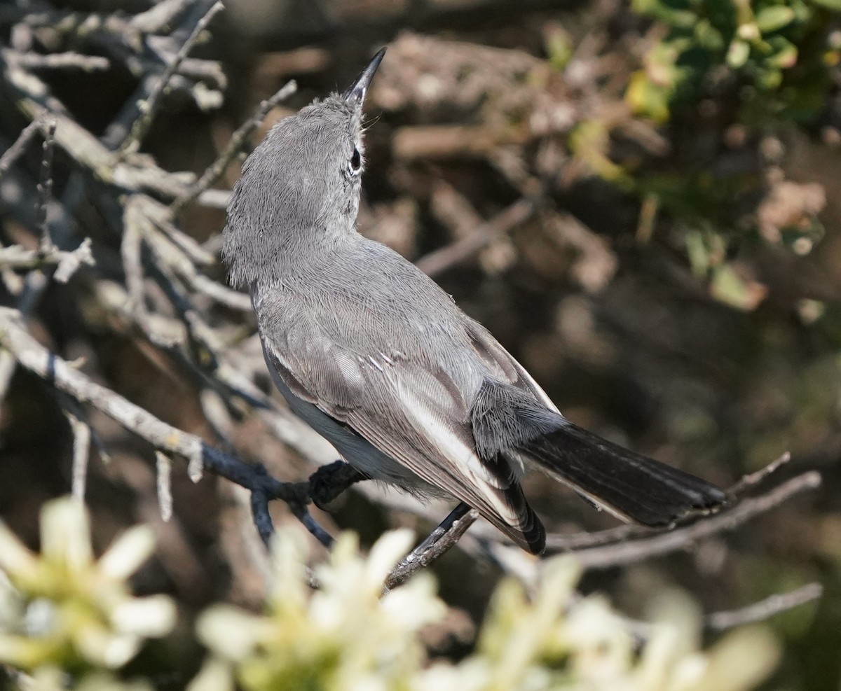 Blue-gray Gnatcatcher - ML624578147