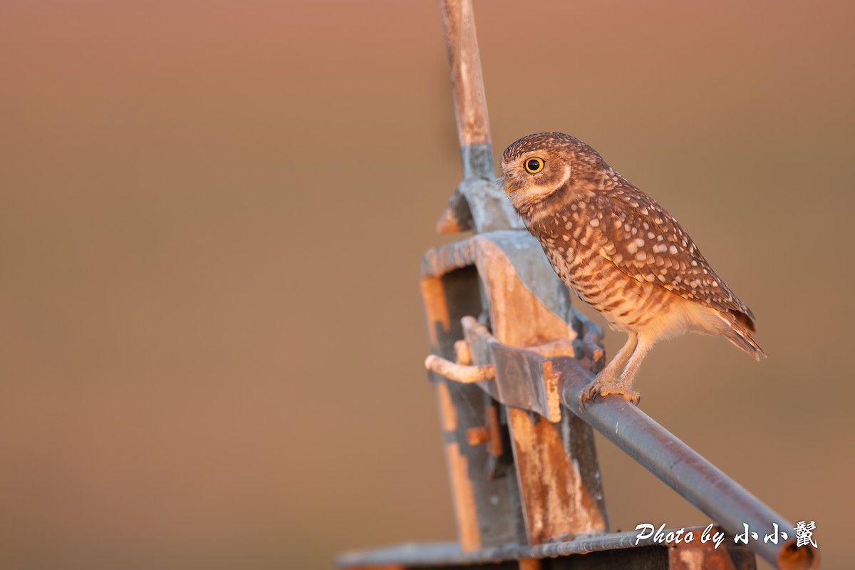 Burrowing Owl - ML624578148