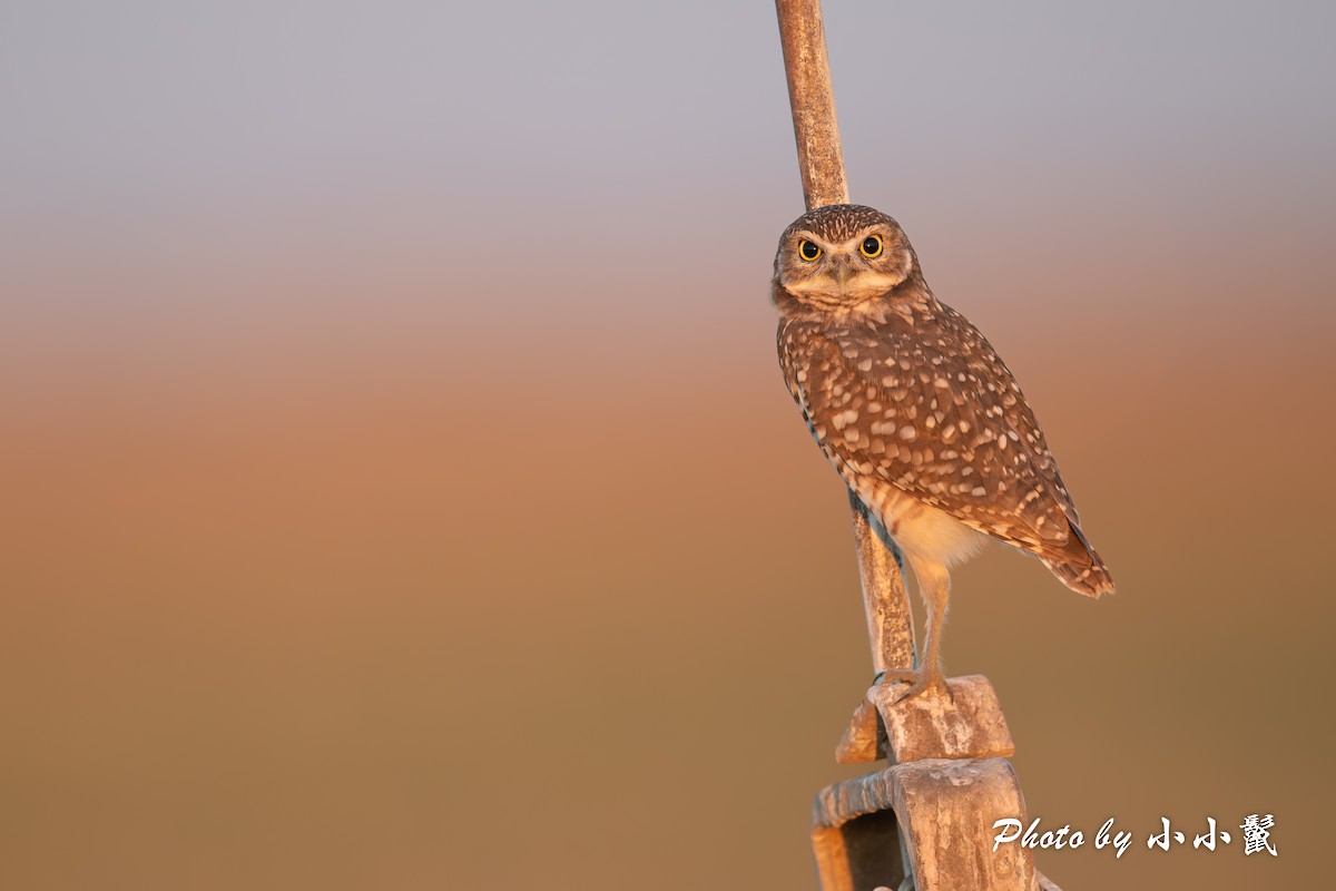 Burrowing Owl - ML624578149