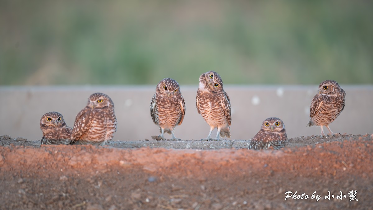 Burrowing Owl - ML624578150