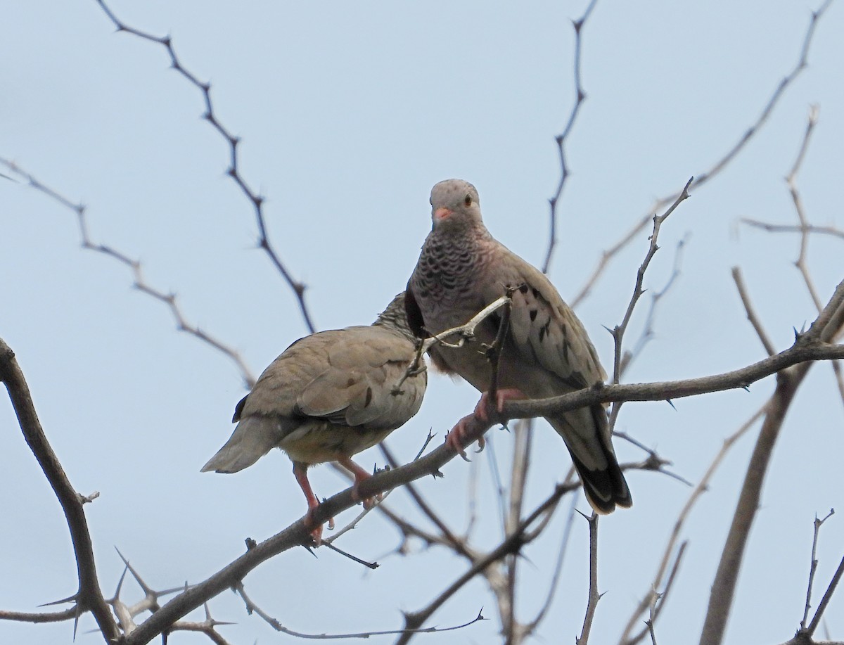 Common Ground Dove - ML624578152