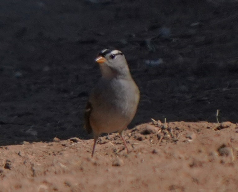 White-crowned Sparrow - Richard Block