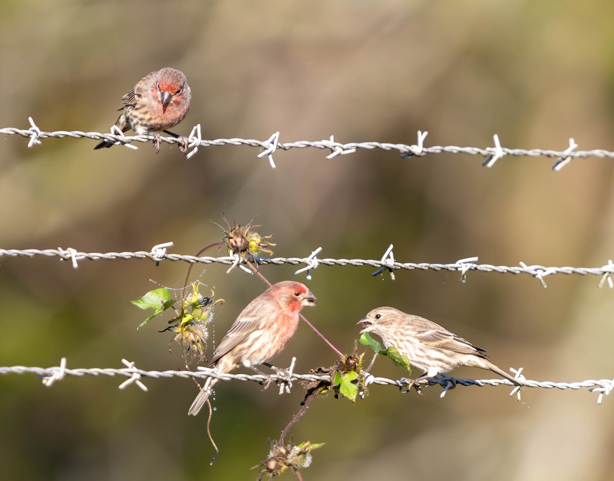 House Finch - ML624578155