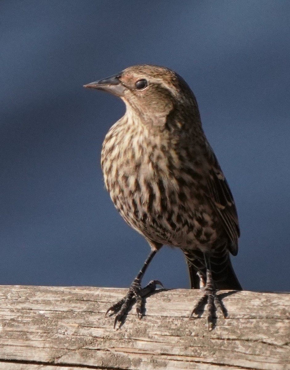 Red-winged Blackbird - Richard Block