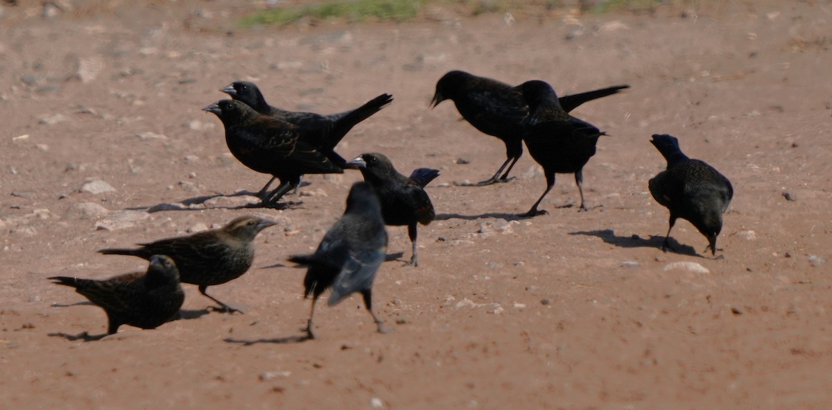 Red-winged Blackbird - ML624578157