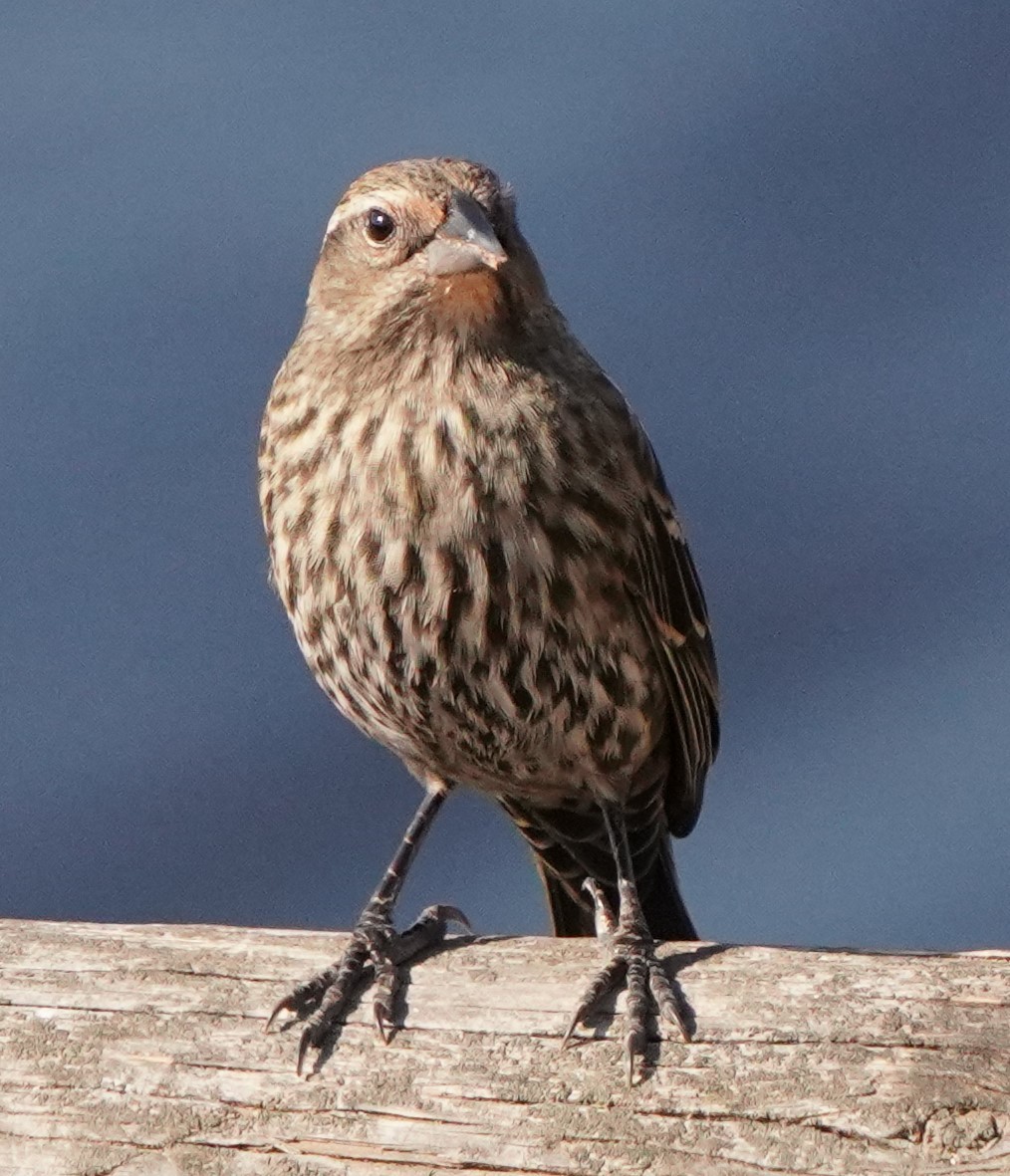 Red-winged Blackbird - ML624578158