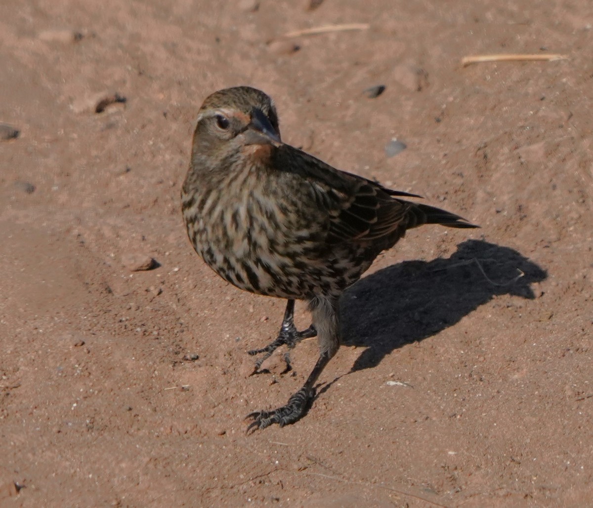 Red-winged Blackbird - ML624578159