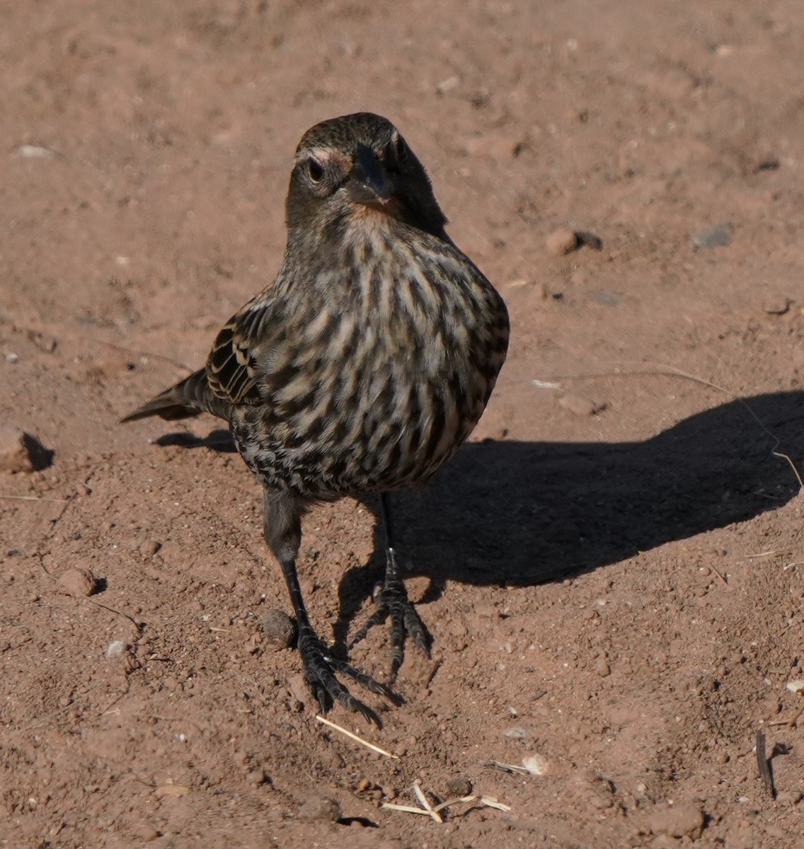 Red-winged Blackbird - ML624578160