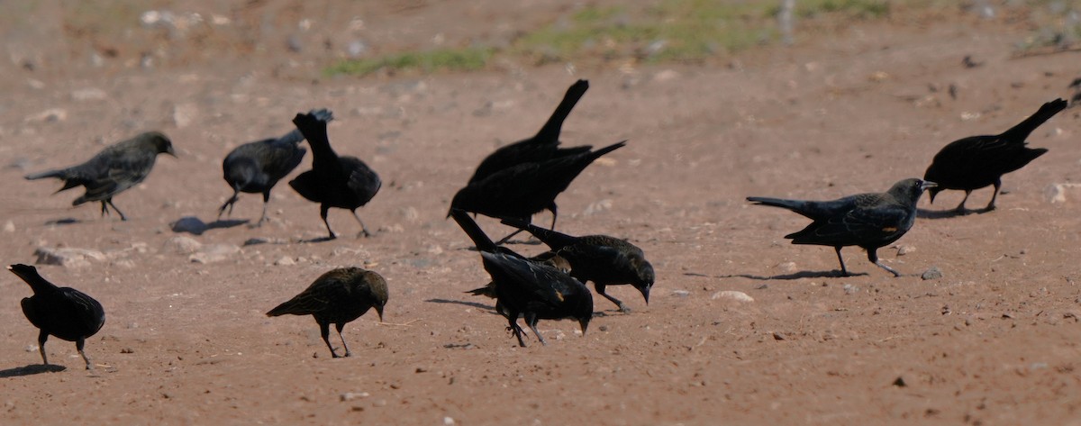 Red-winged Blackbird - ML624578161